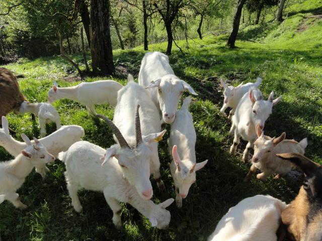 Farm Stay Dolinar Krainer Bohinjska Bela Kültér fotó